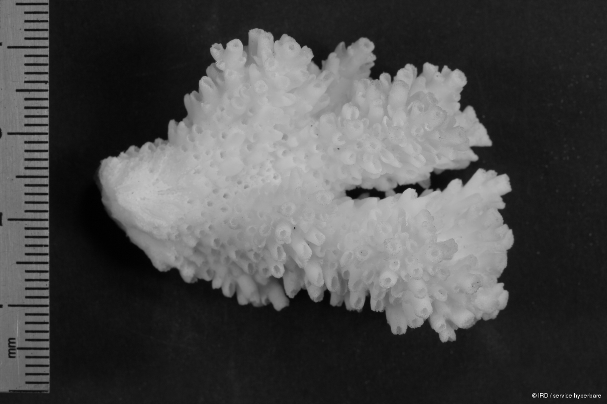 Acropora polystoma HS0184