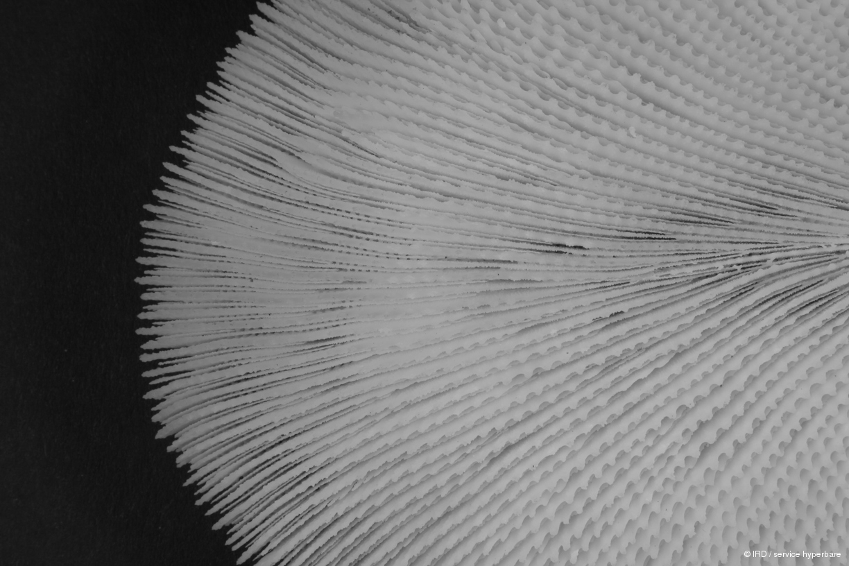 Ctenactis albitentaculata HS0196