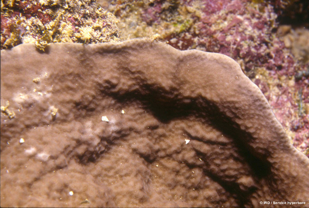 Porites lichen HS0203