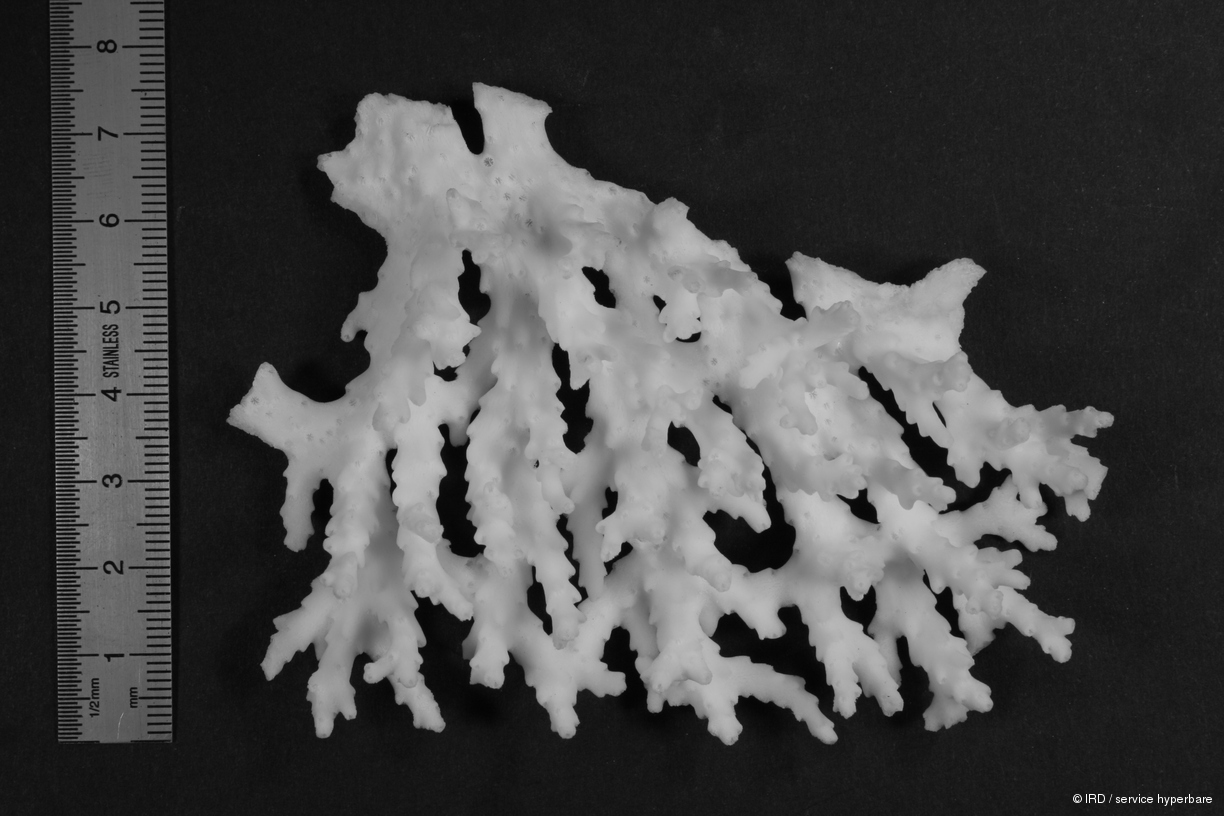 Acropora granulosa HS0214