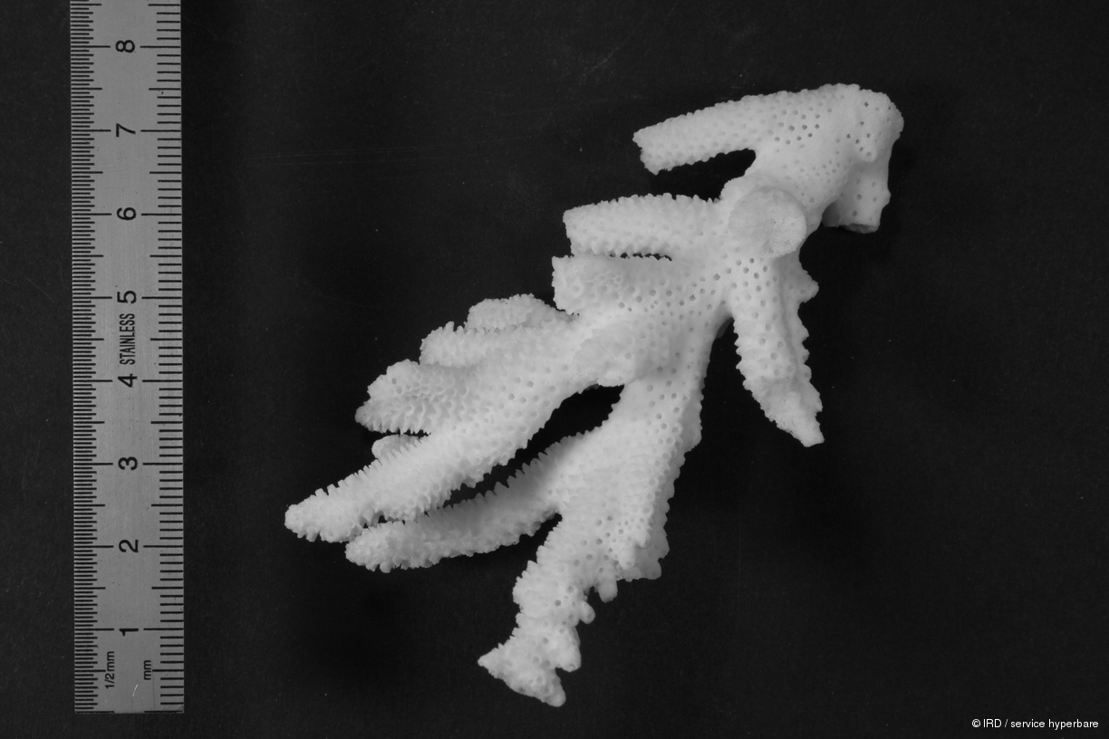 Acropora millepora HS0223