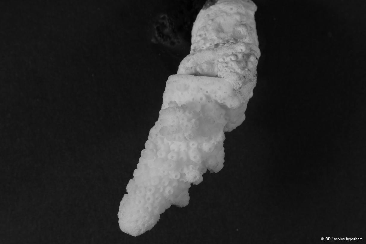 Acropora humilis HS0253