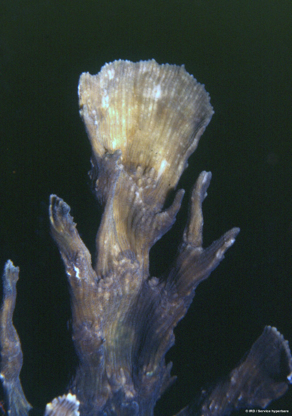 Pectinia alcicornis HS0279
