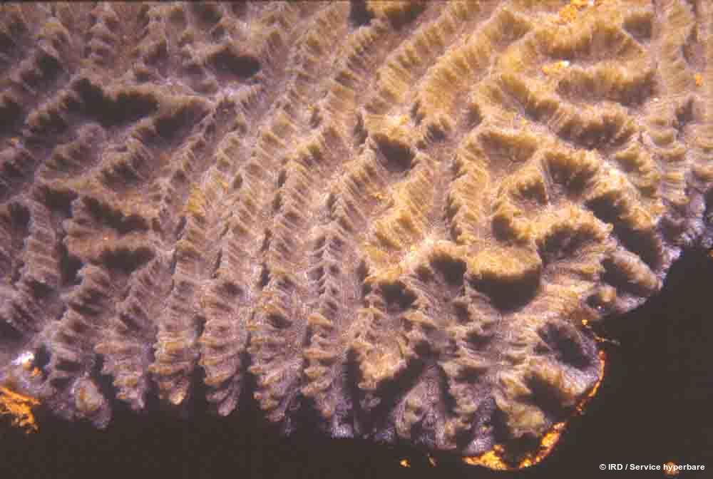 Platygyra lamellina HS0295