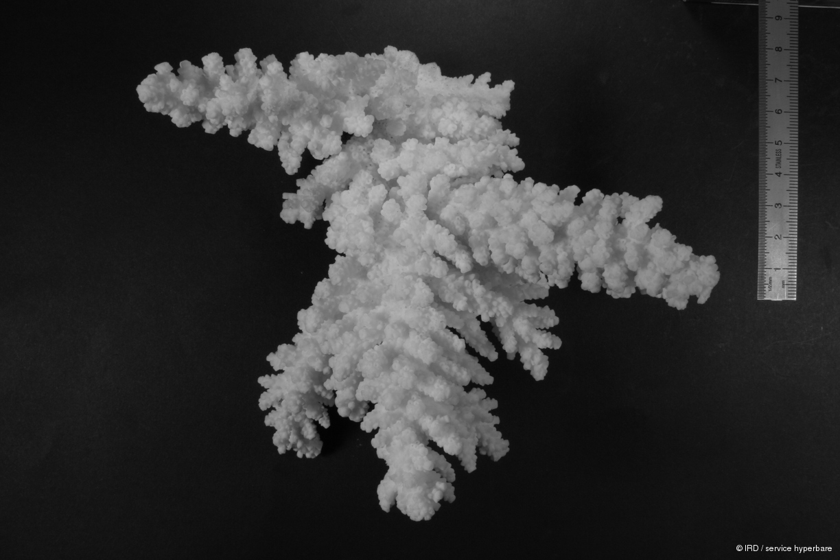 Acropora florida HS0312