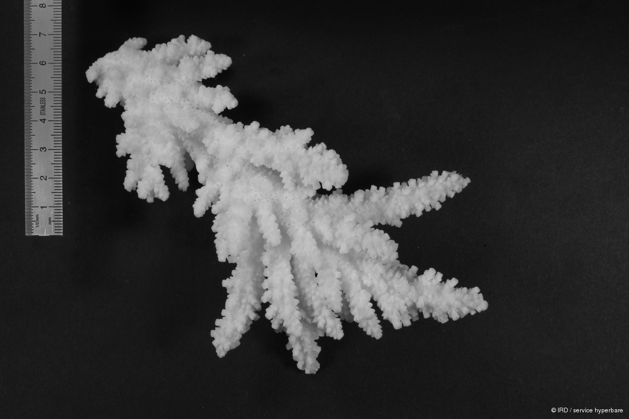 Acropora florida HS0333