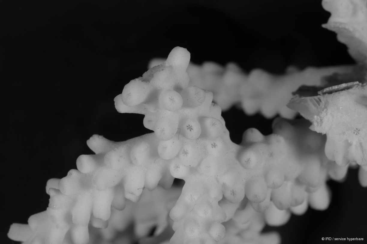 Acropora walindii HS0350