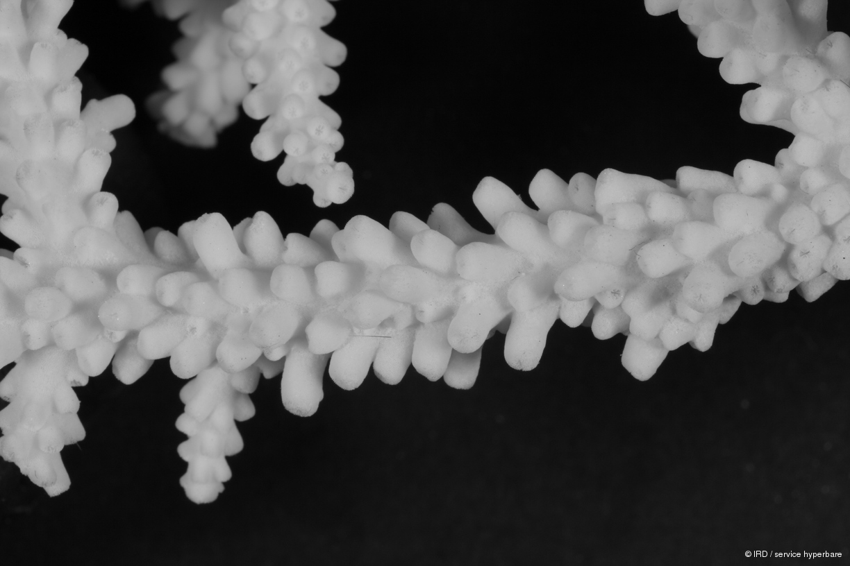 Acropora walindii HS0350