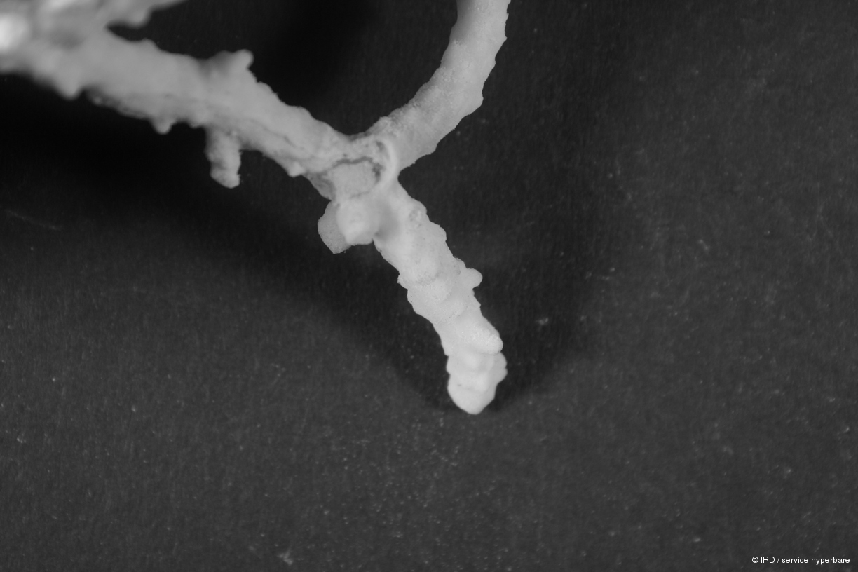 Acropora walindii HS0357