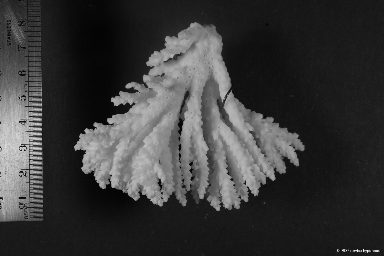 Acropora aspera HS0384