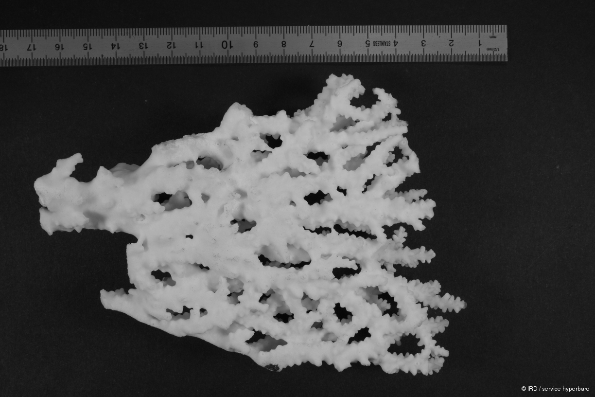 Acropora cerealis HS0406
