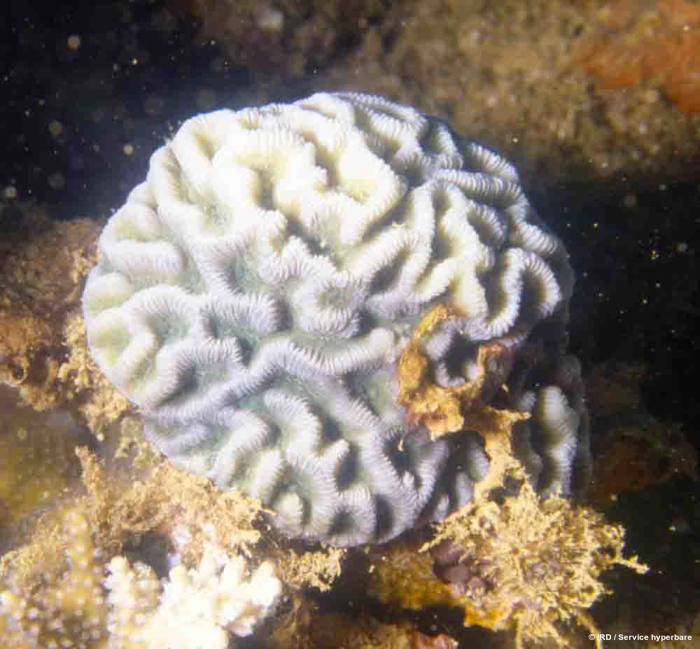 Paragoniastrea australensis HS0430