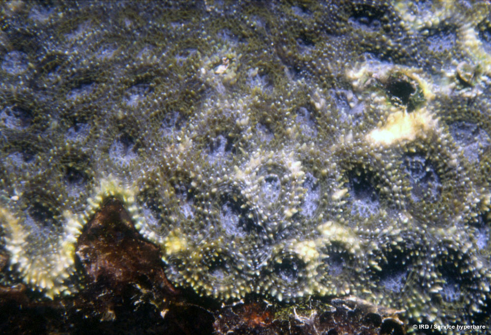Acanthastrea echinata HS0448