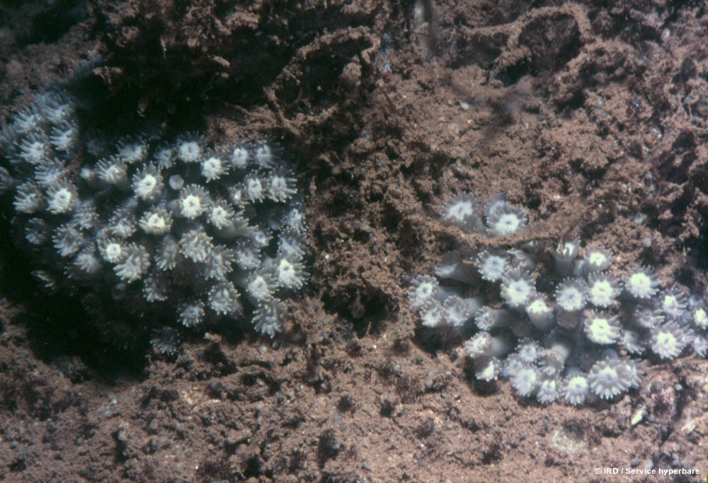 Goniopora columna HS0483