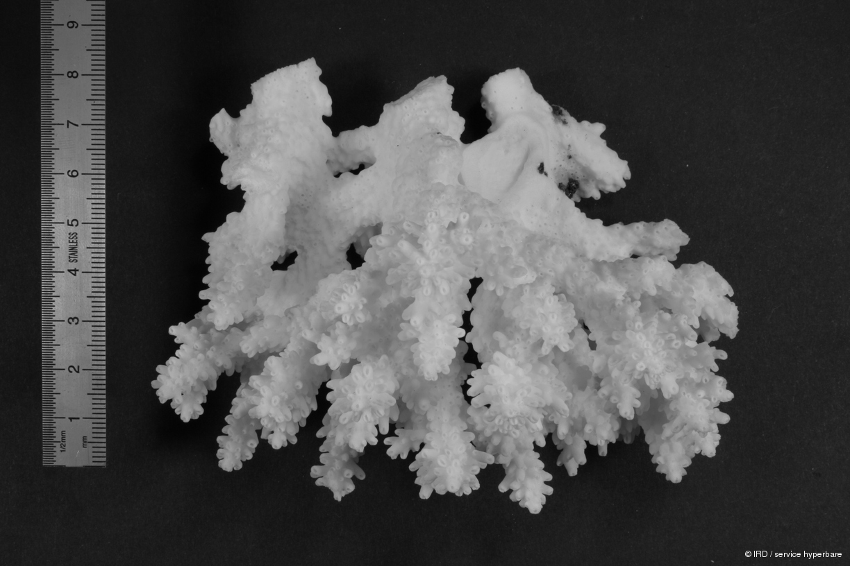Acropora secale HS0527
