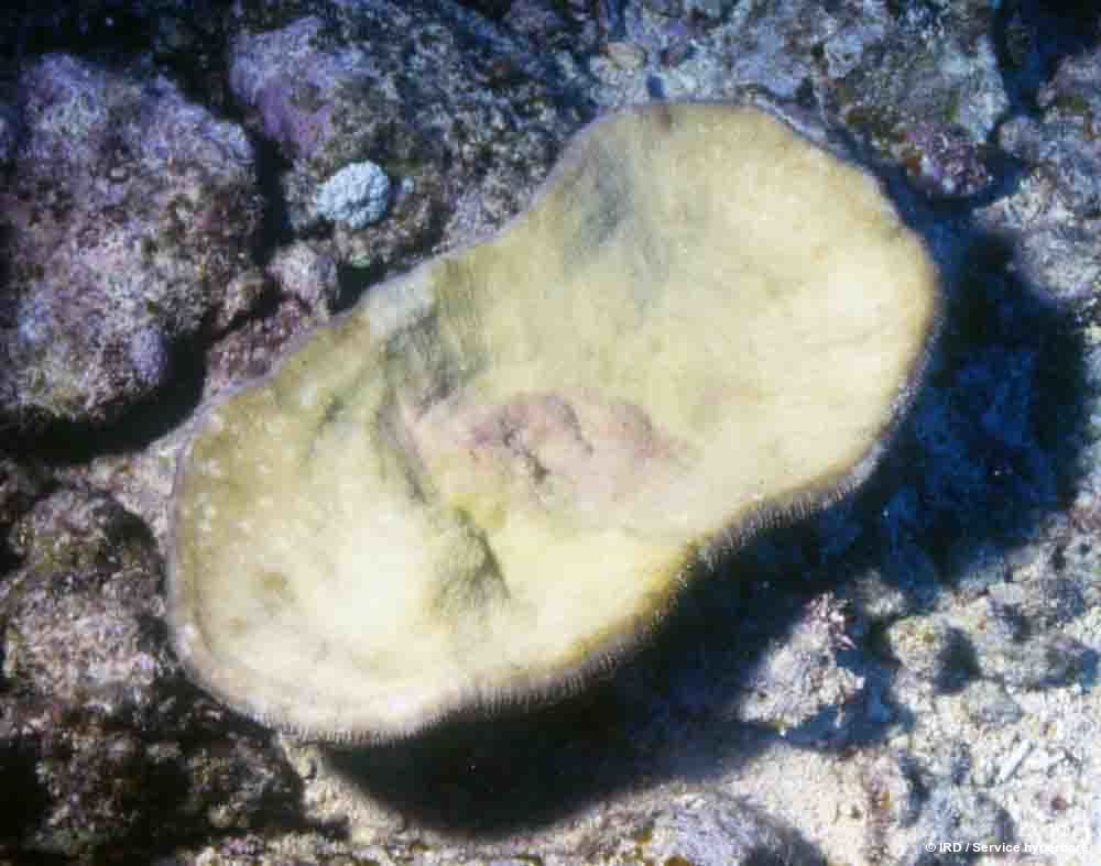 Sandalolitha robusta HS0542