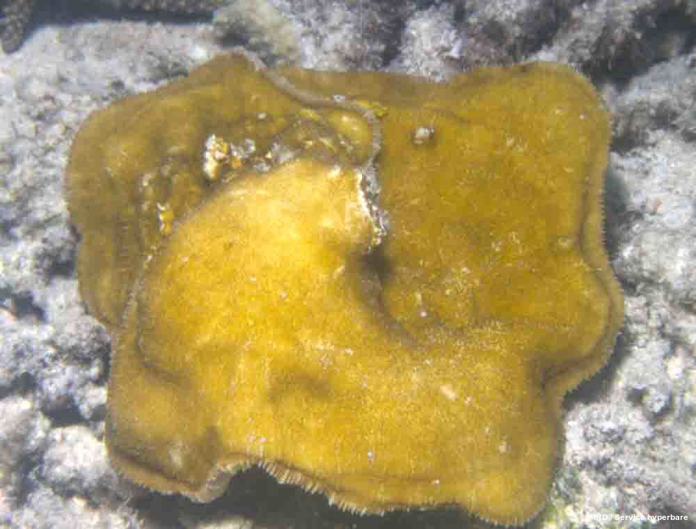 Podabacia crustacea HS0585
