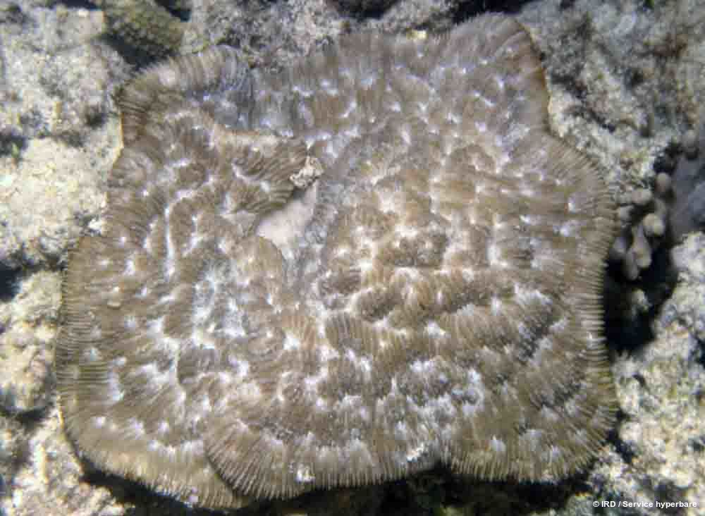 Podabacia crustacea HS0585