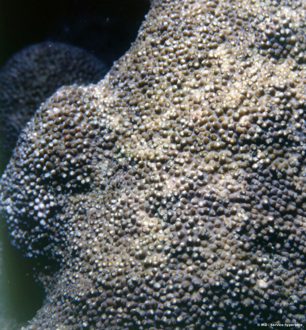 Acropora sp. HS0679