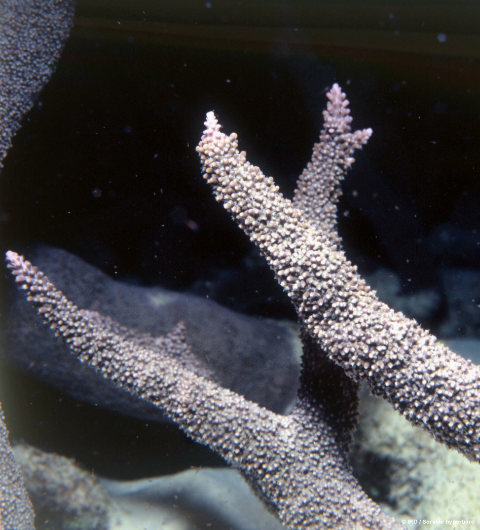 Acropora sp. HS0679