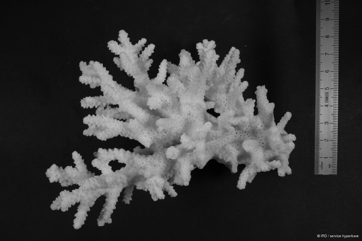 Acropora sarmentosa HS0681