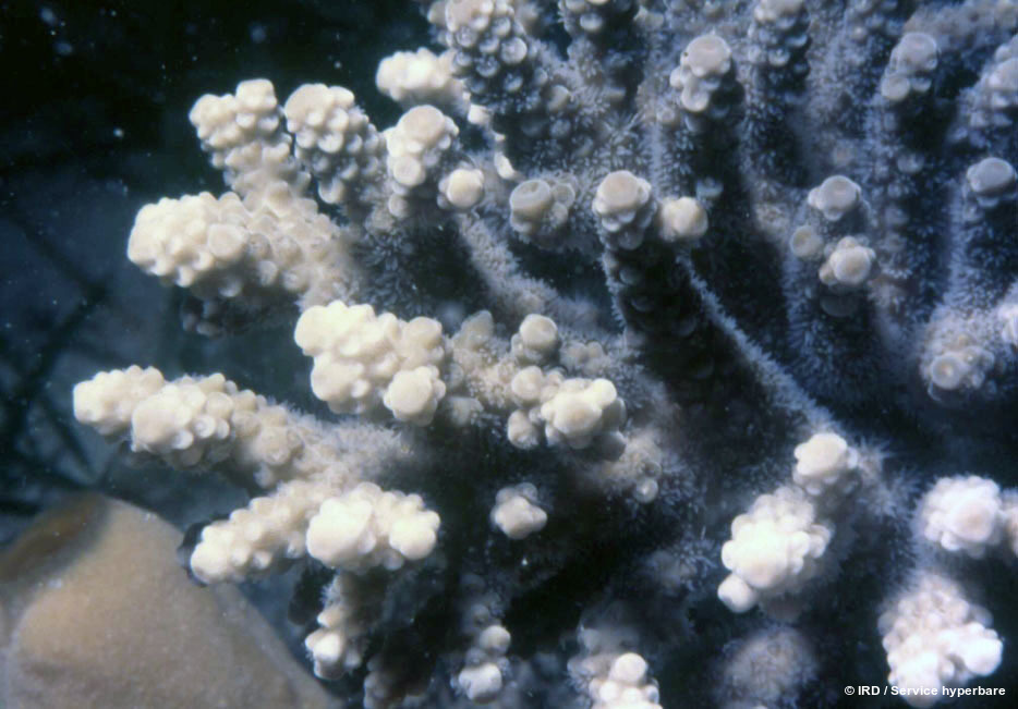 Acropora sarmentosa HS0681