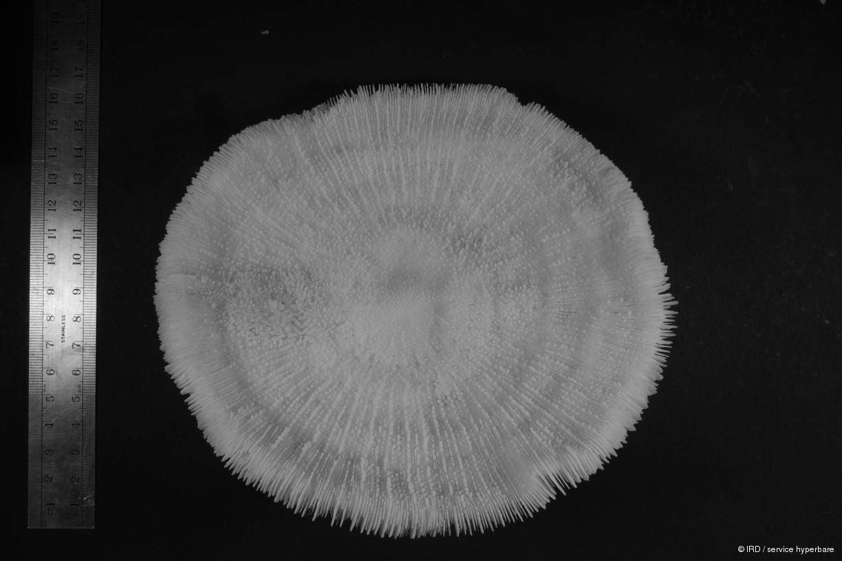 Fungia sp. HS0796