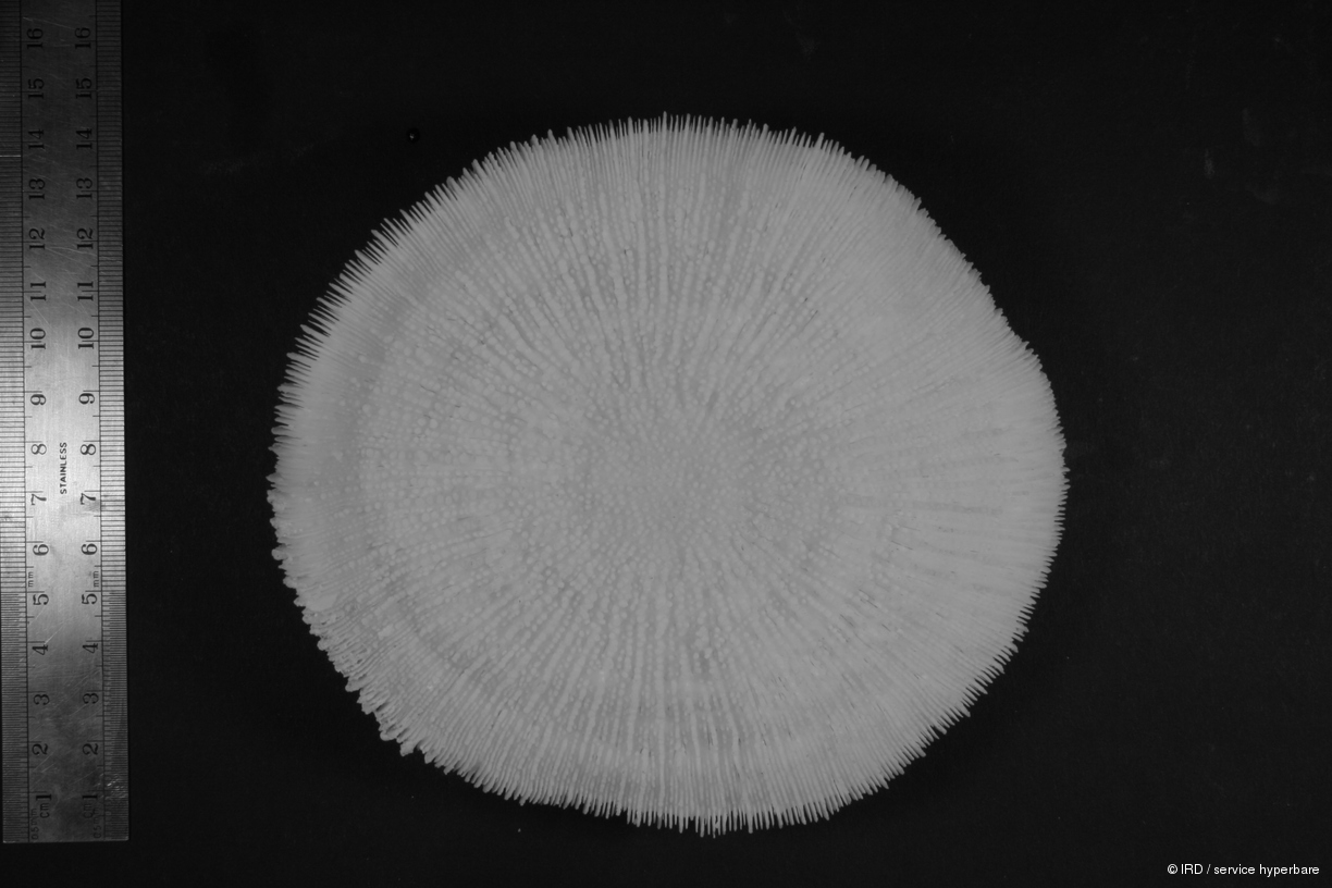 Fungia sp. HS0798