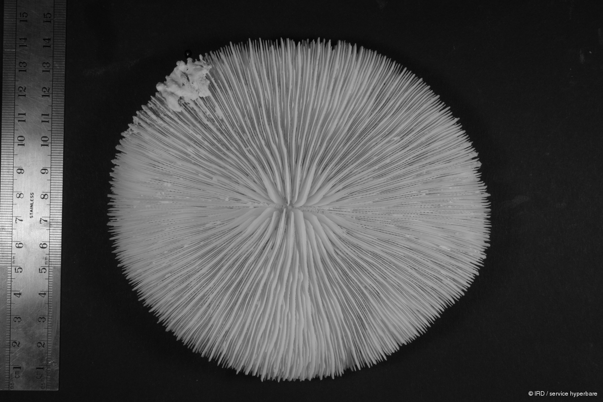Fungia sp. HS0798