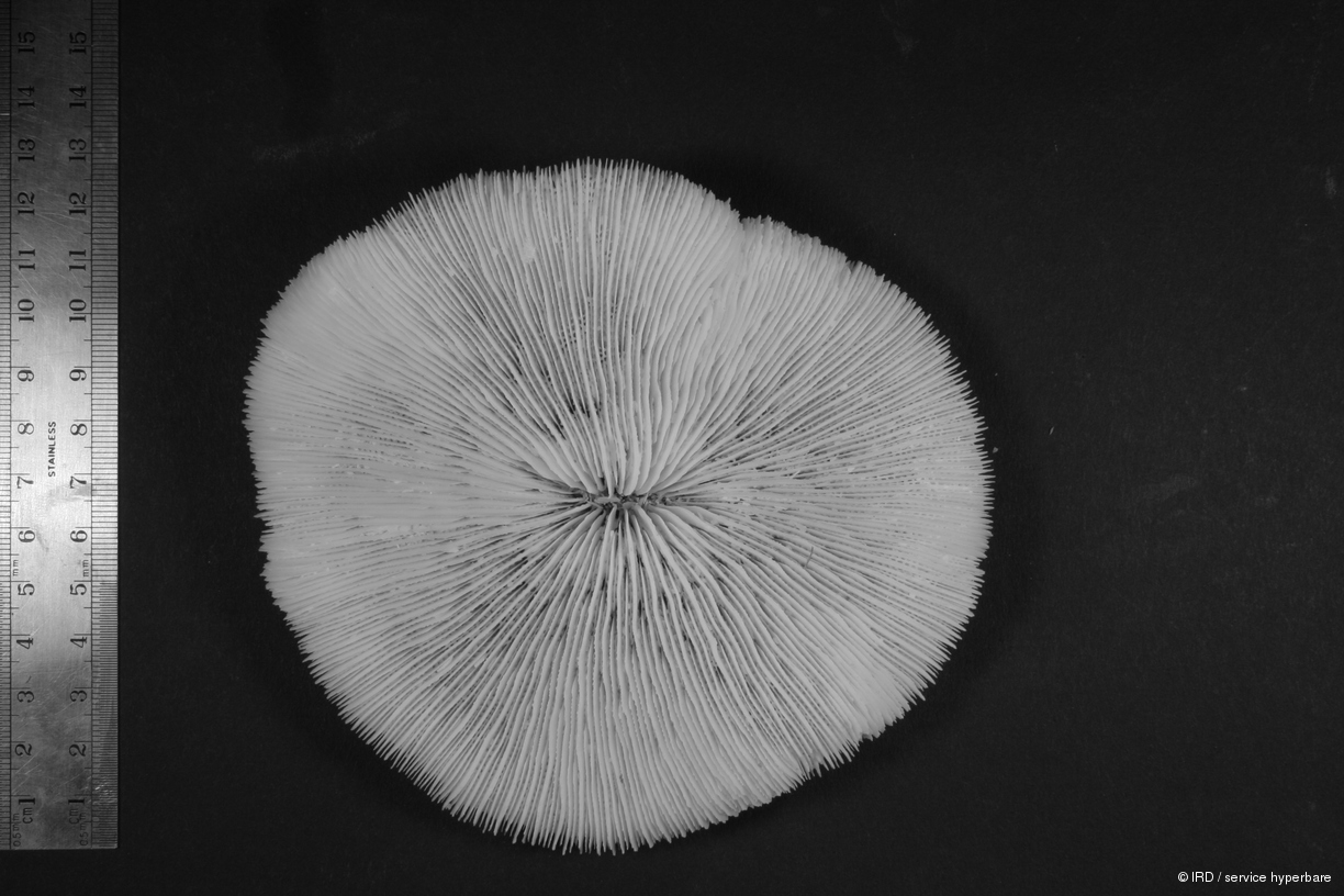 Fungia sp. HS0799