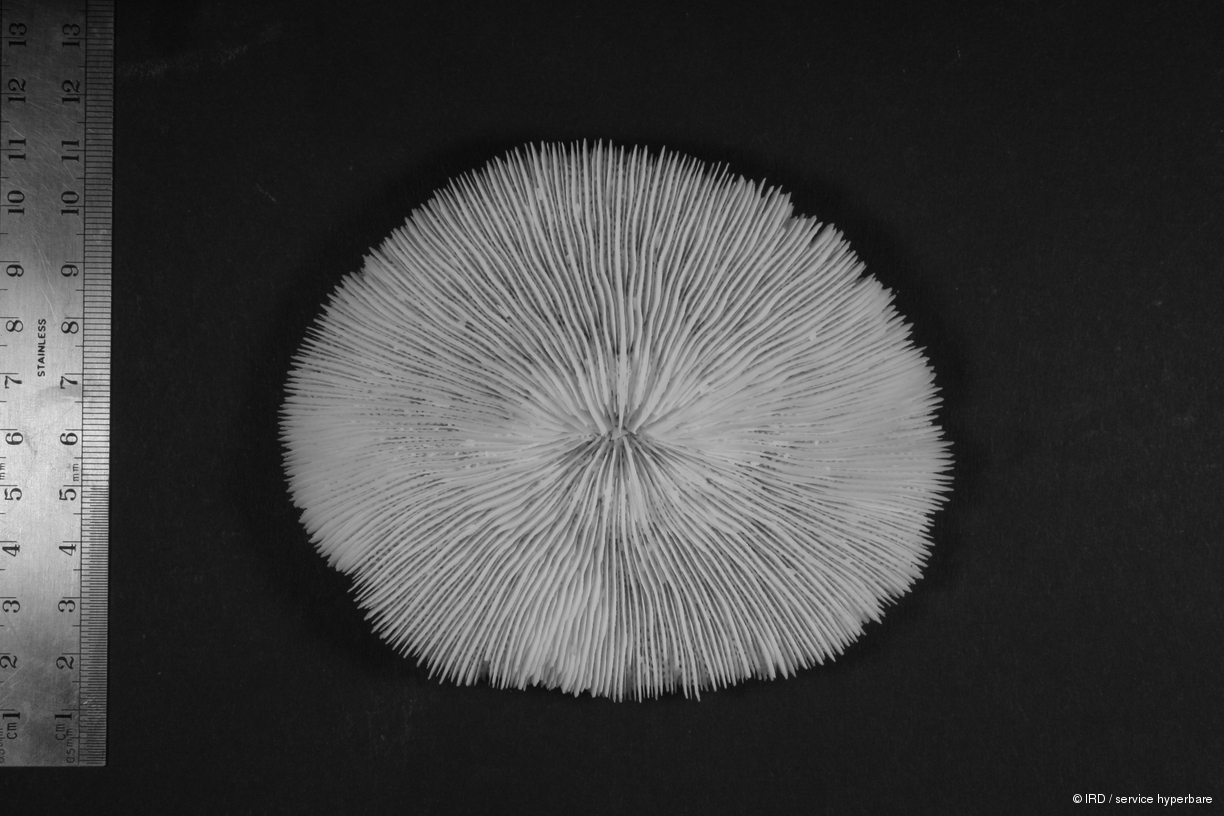 Fungia sp. HS0801