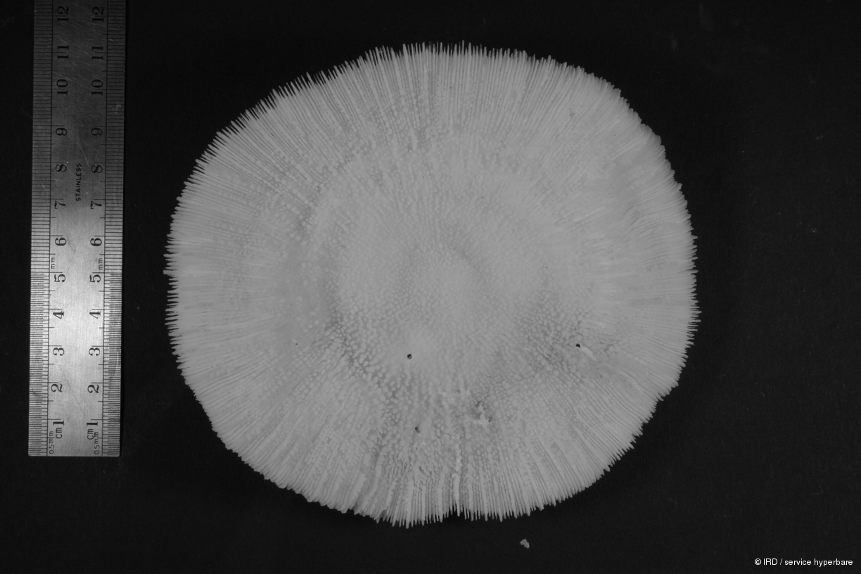 Fungia sp. HS0804