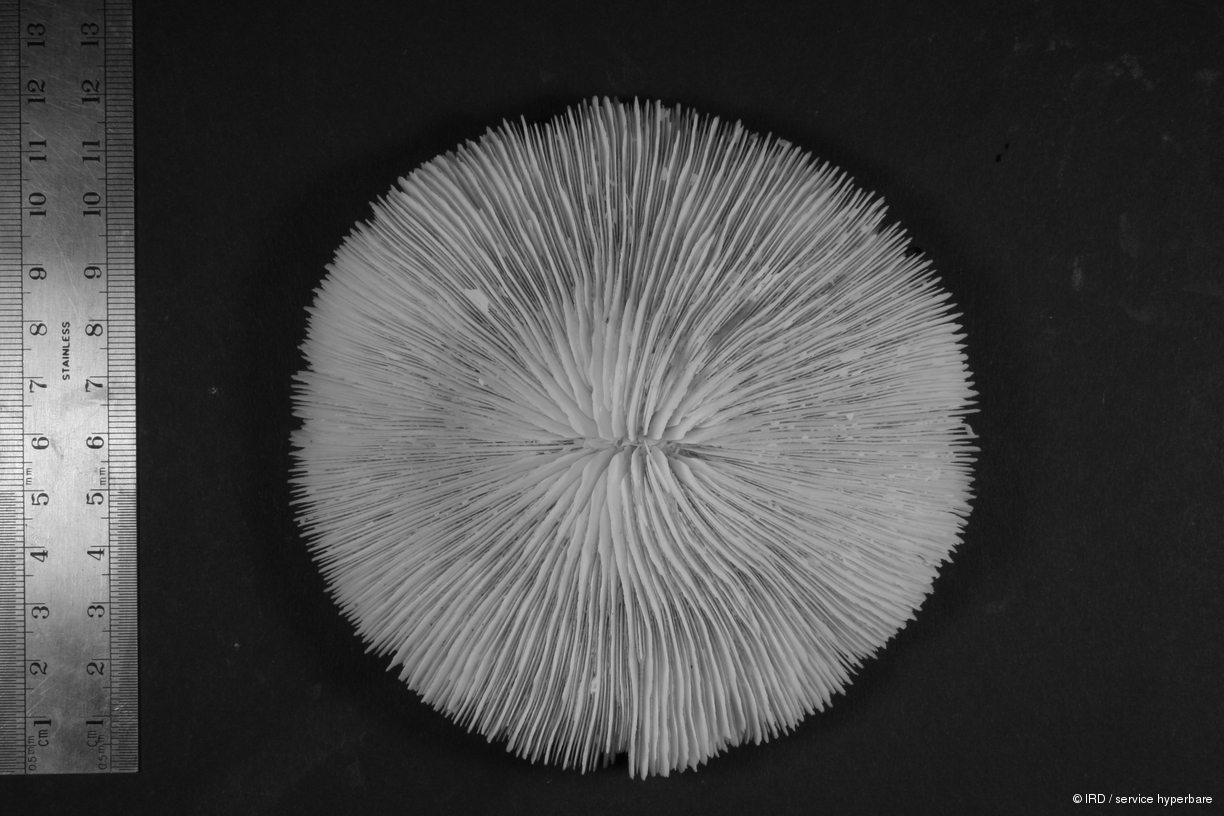 Fungia sp. HS0811
