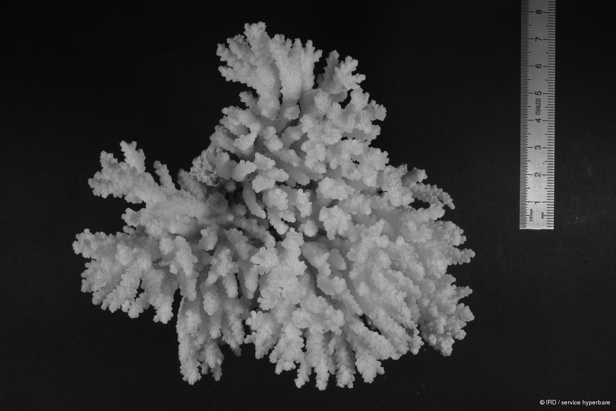 Acropora latistella HS0832