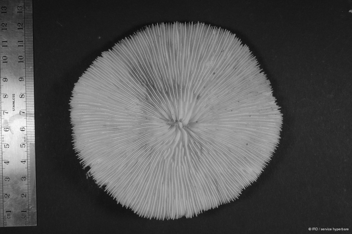 Lithophyllon spinifer HS0840