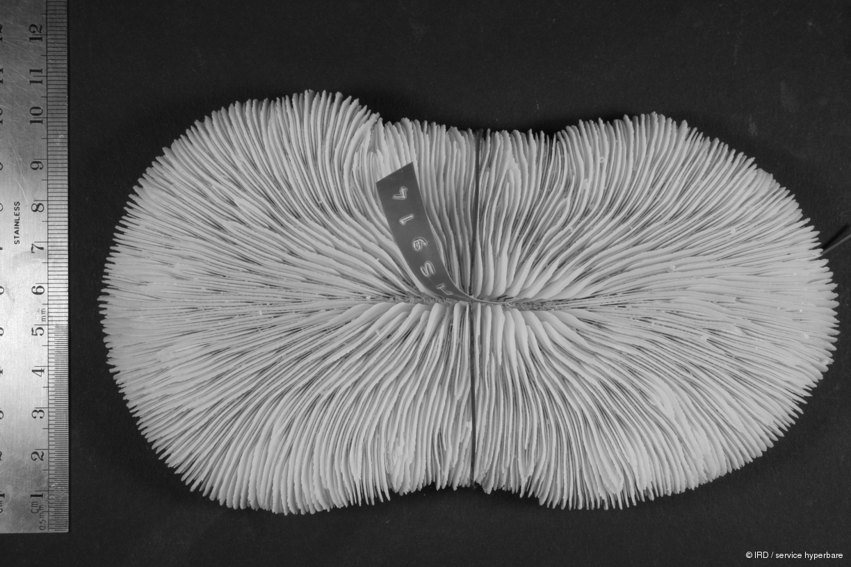 Pleuractis paumotensis HS0914
