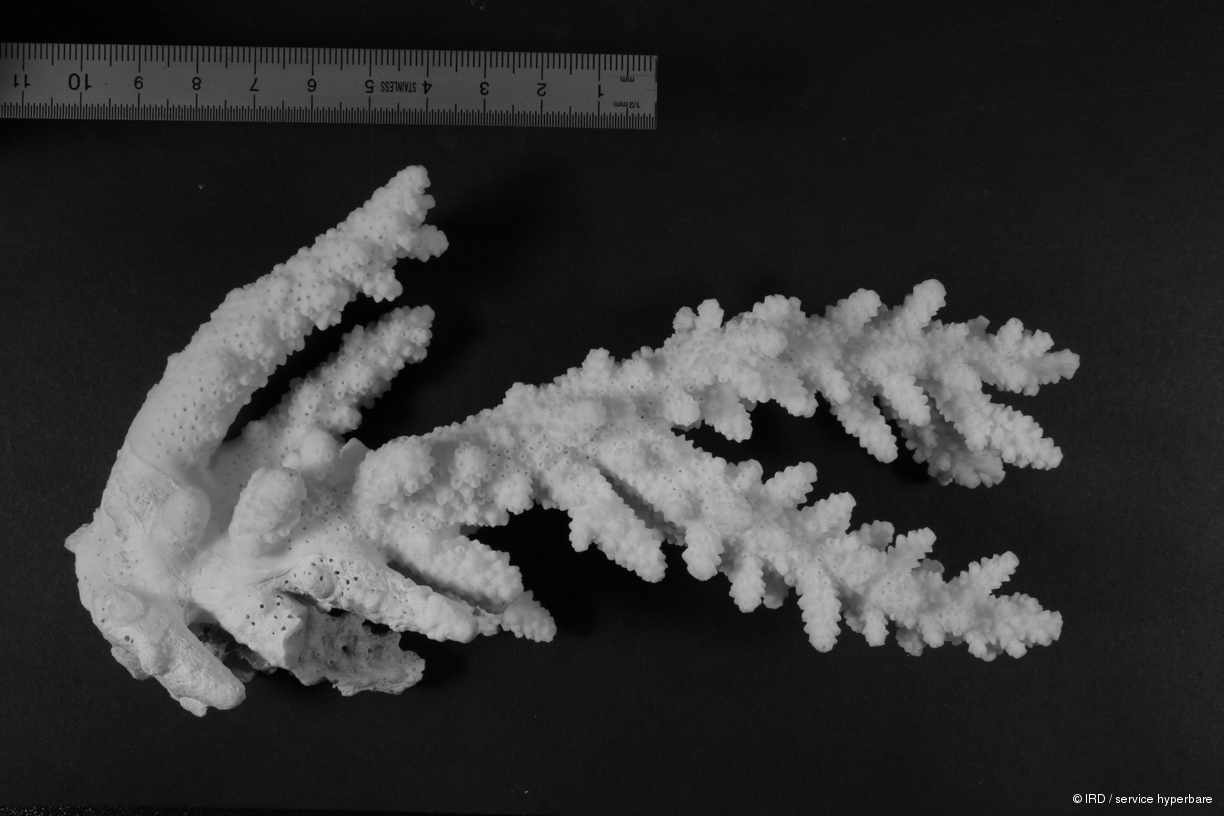 Acropora florida HS0979
