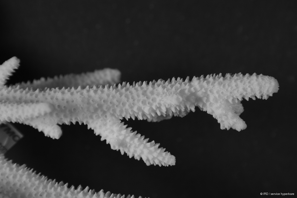 Acropora pulchra HS1067