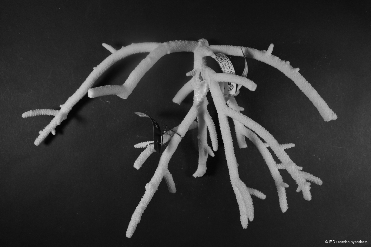 Acropora pulchra HS1083
