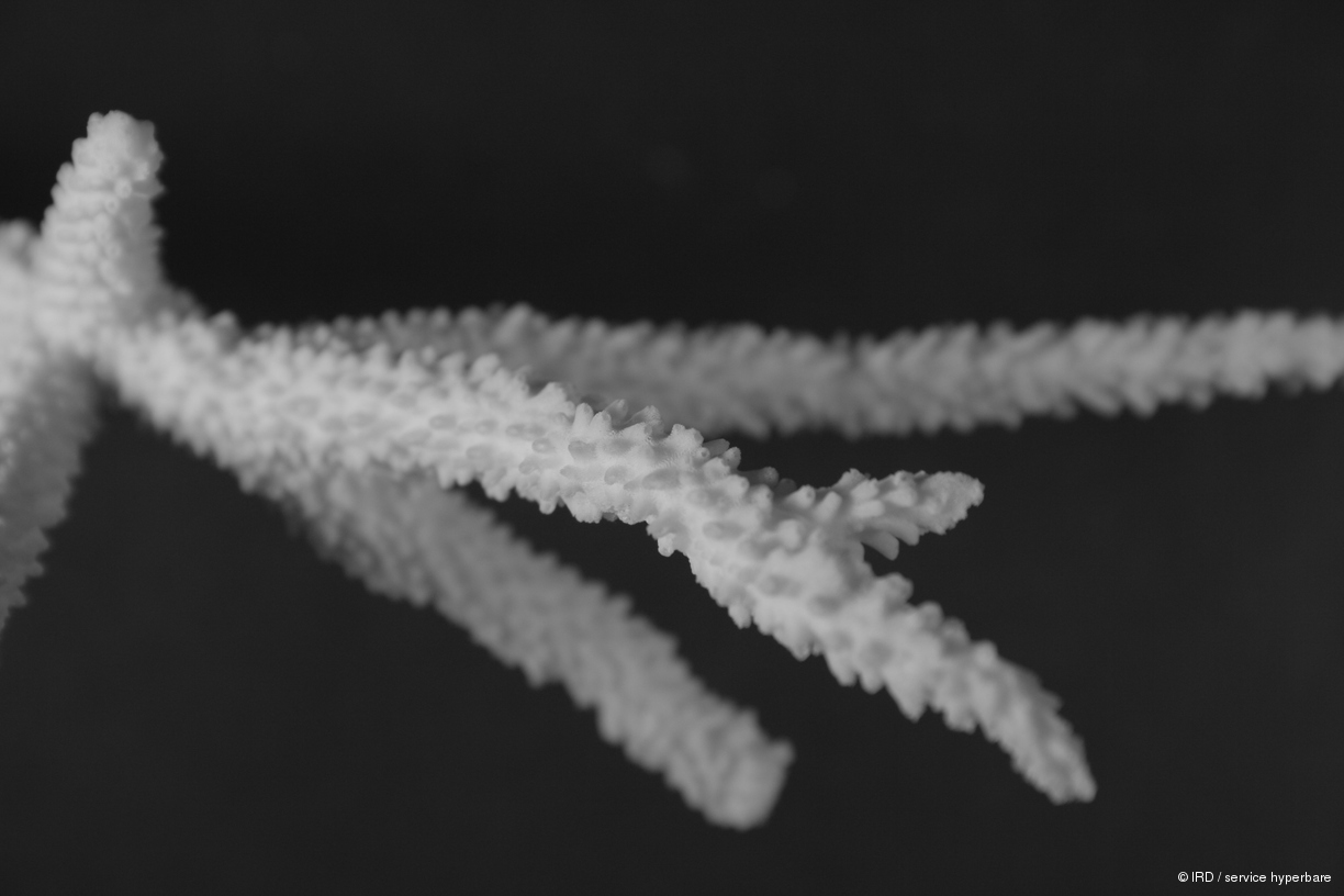 Acropora muricata HS1084