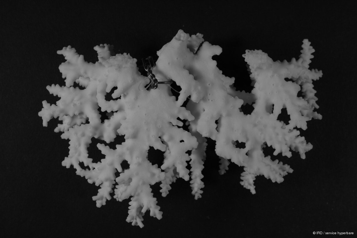 Acropora cerealis HS1136