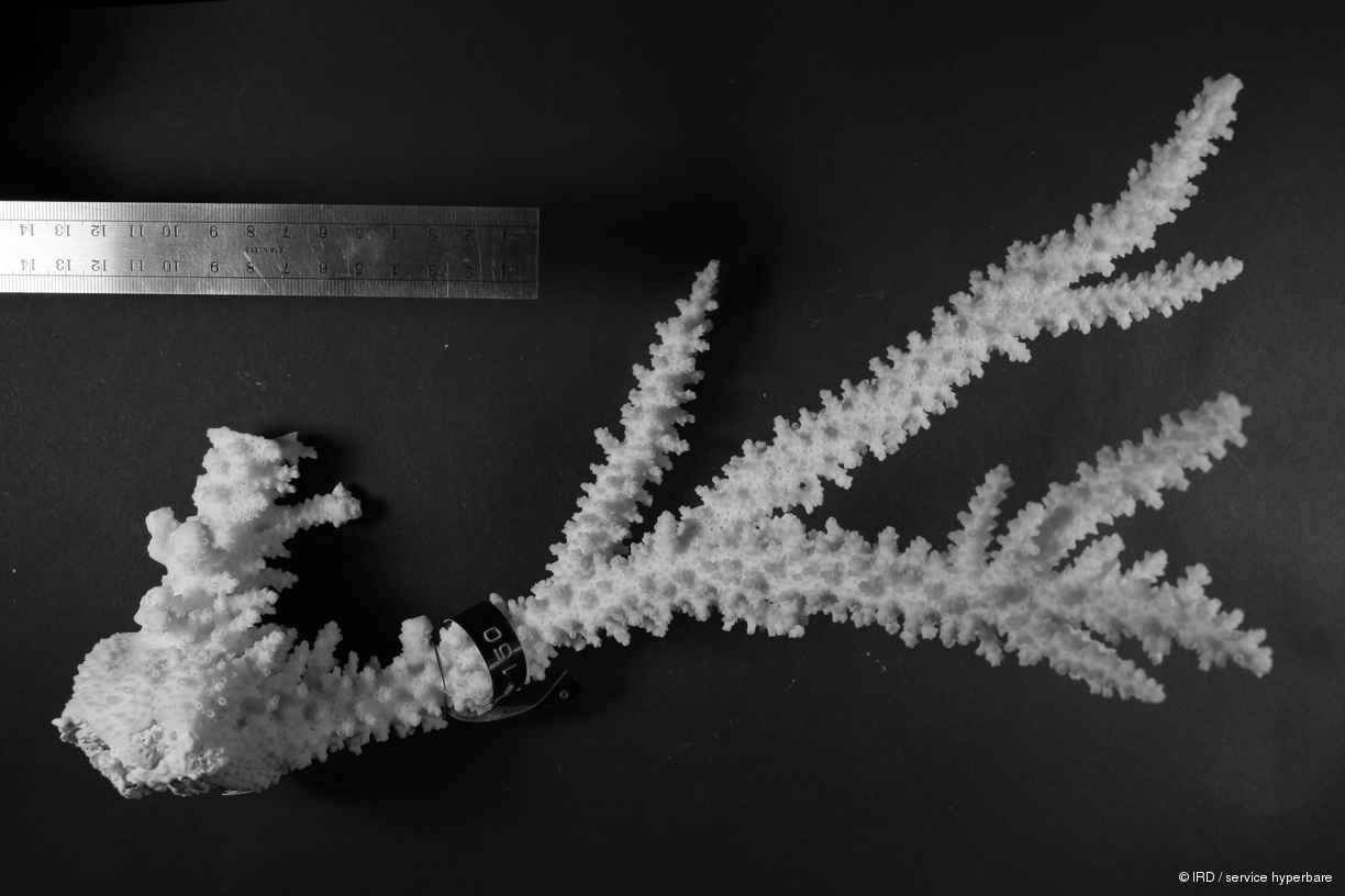 Acropora florida HS1160