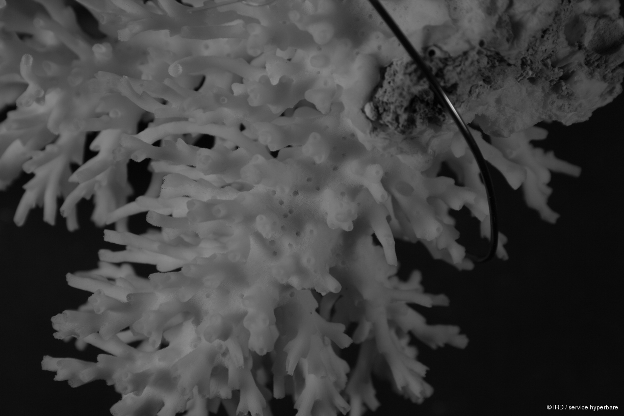 Acropora echinata HS1186