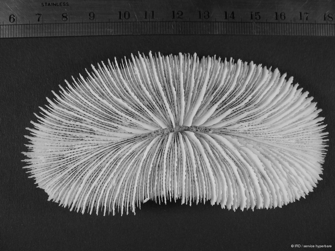 Ctenactis albitentaculata HS1340