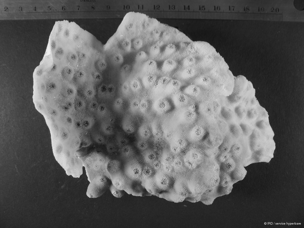 Echinopora pacificus HS1561