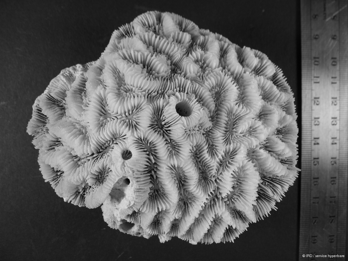 Paragoniastrea australensis HS1626