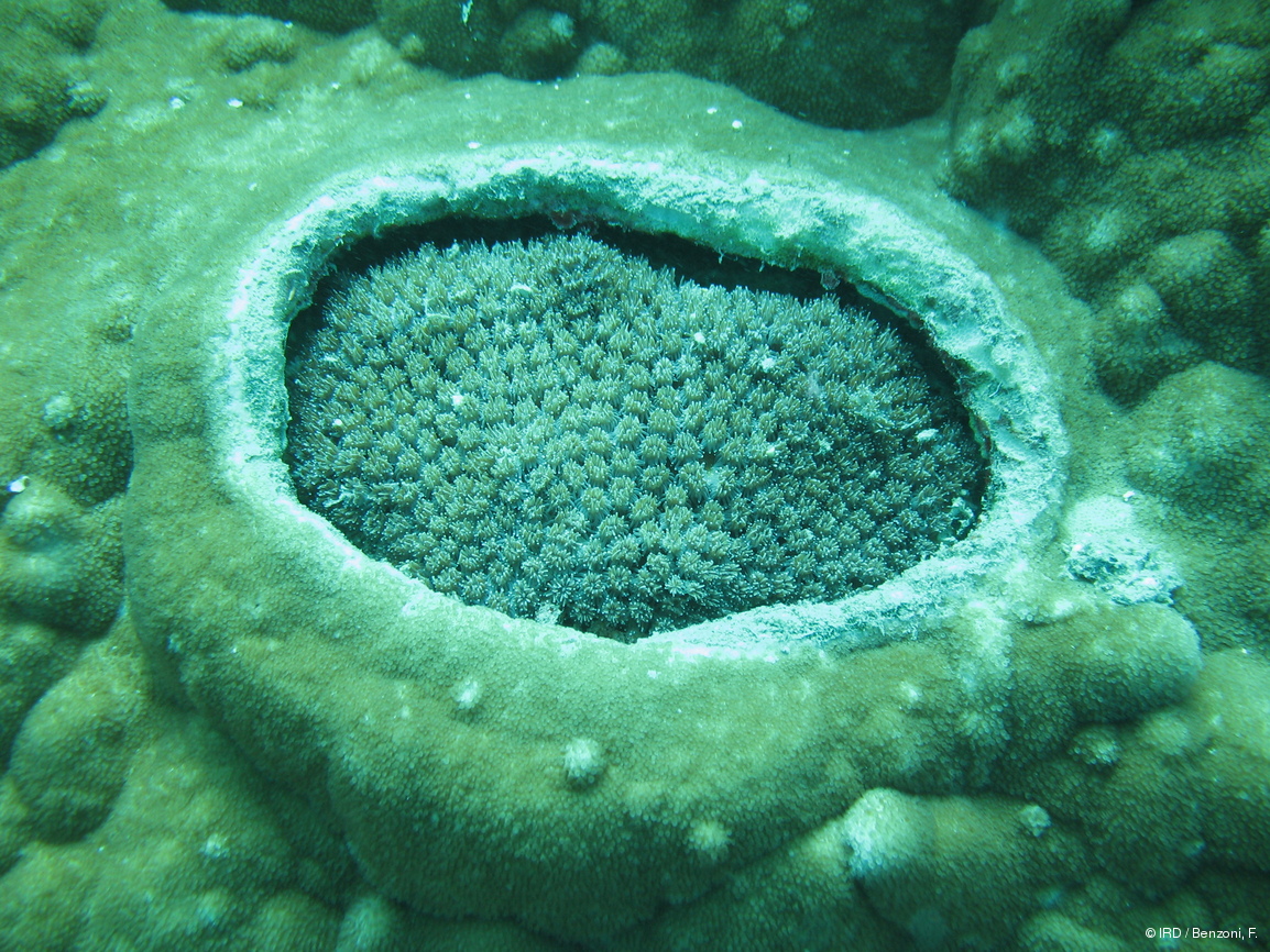 Alveopora spongiosa HS1736