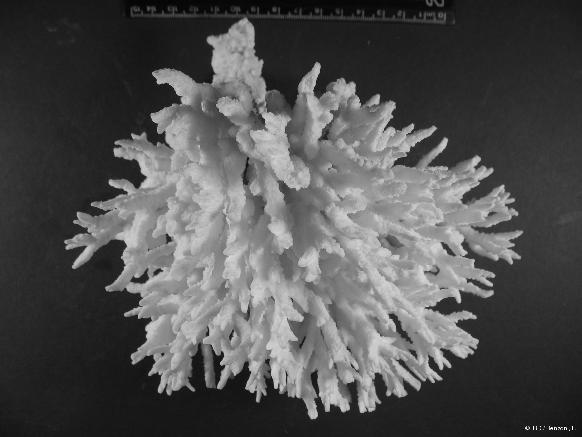 Montipora stellata HS1885