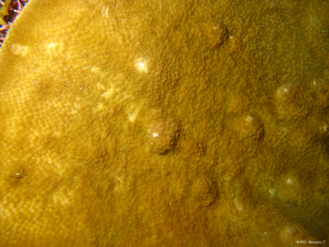 Porites lichen HS2261