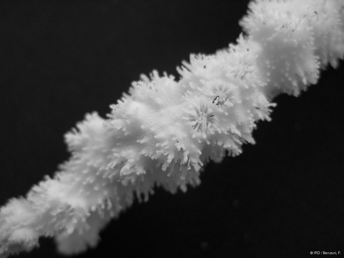 Echinopora horrida HS2863